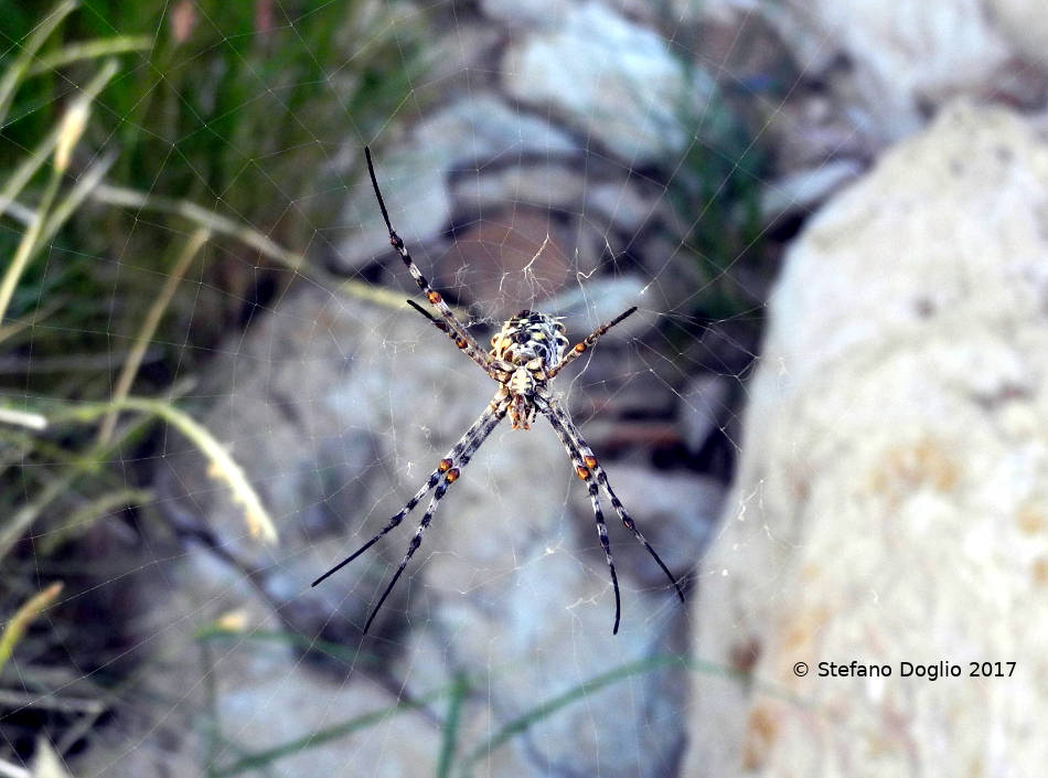 Argiope sp. (A. lobata?)